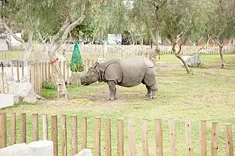 Indian Rhinoceros
