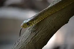 Indian rat snake on a branch