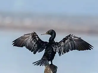 drying wings