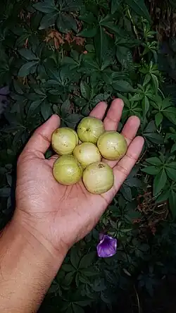 Fruit size comparison