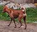 Indian Pariah Dog