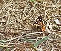 At Samsing in Darjeeling district of West Bengal, India