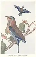 Indian roller