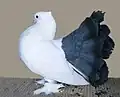 Indian Fantail Blue tail