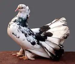 Indian Fantail Grizzle