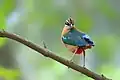 Image 37The Indian pitta (Pitta brachyura) is a passerine bird native to the Indian subcontinent. It inhabits scrub jungle, deciduous and dense evergreen forest. The pictured specimen was photographed at Bhawal National Park. Photo Credit: Md shahanshah bappy
