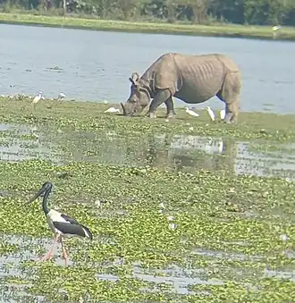An Indian rhinoceros, with a cattle egret and black-necked stork