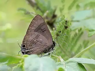 Ventral view
