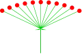 Umbel