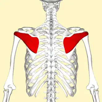 Infraspinatus muscle seen from behind.
