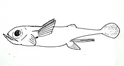 The Iniopterygiformes Sibyrhynchus denisoni