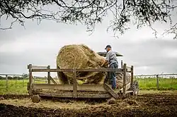 A farmer rolls out hay to feed the cows on his farm near the Mennonite village of Grünau, Presidente Hayes Department