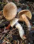 I. calamistrata (2)