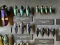 Insect collection