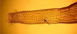 Microscope image of the hooked proboscis (Long tubular structure with an invagination (the receptacle) about halfway down its length) of a male Intraproboscis sanghae against a brown background, with an arrow pointing to the outline of the receptacle.