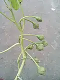 Fruits of Ipomoea aquatica