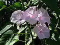 Ipomoea carnea in Brazil