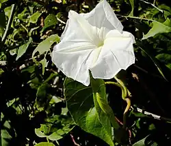 Ipomoea macrantha