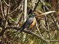 A male white-throated robin perched on a branch, looking away from the camera