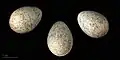 Three eggs of a white-throated robin against a black background
