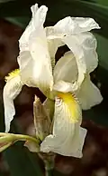 Iris orjenii is endemic to altimediterrranean pastures on Orjen