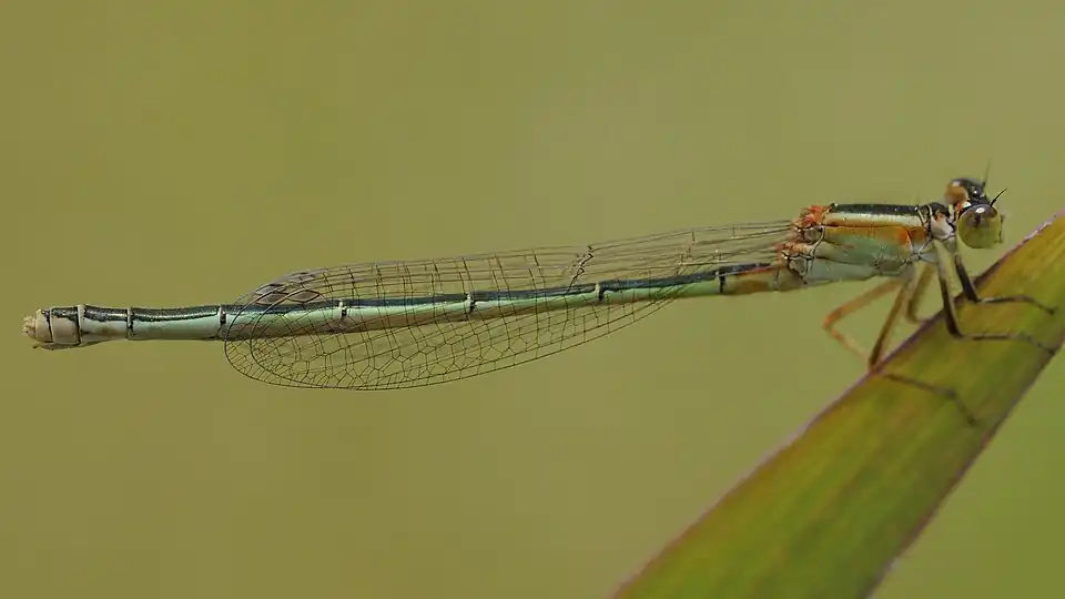 Female (gynochrome)
