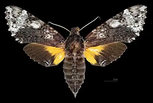 Female dorsal