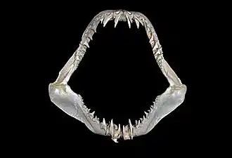 Jaws