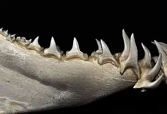 Lower teeth