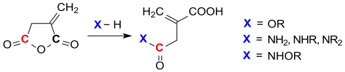 Reaktionen von Itaconsäureanhydrid mit Nukleophilen