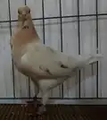 Cream