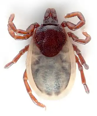 A tick of the species Ixodes ricinus