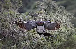 A large pigeon with its wings outstretched landing on a twig
