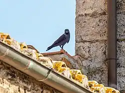 Eurasian jackdaw, San Gimignano