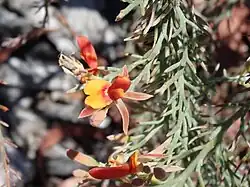 Jacksonia furcellata, 20 December 2017