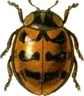 A. bipunctata var. fasciatopunctata