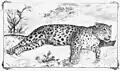 Jaguar hunted by Naser al-Din Shah, 12 November 1884
