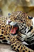 Adult jaguar in Waco, Texas' Cameron Park Zoo