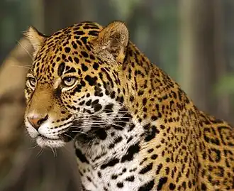 Jaguar - Cubs live with their mother for 2+ years[8] - Only big cat in the Americas[8] - Mostly found in tropical rainforests, but also savannas and grasslands[8]