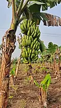 Jalgaon Banana plant ar a farm at Adgaon