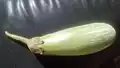 Close-up of Jalgaon Bharit Brinjal from Amalner Tehsil of Jalgaon