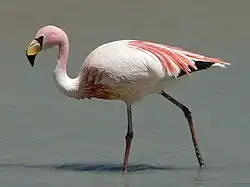 James's flamingo