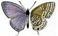 J. c. lividus