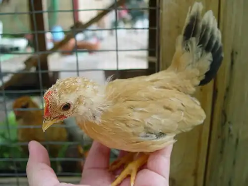 A young black-tailed buff cockerel