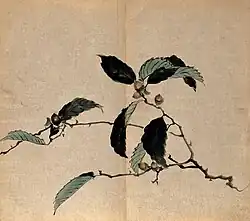 Leaves and acorns