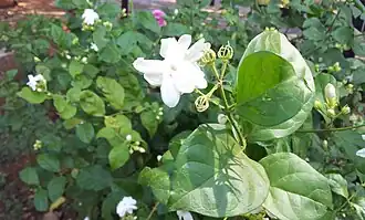 Jasmine flower blooming