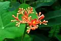 Bracts and blooms of J. podagrica.