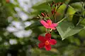 Jatropha pandurifolia in China