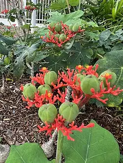 Jatropha podagrica with green fruits