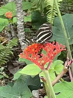 Jatropha podagrica with a zebra longwing butterfly, Heliconius charithonia
